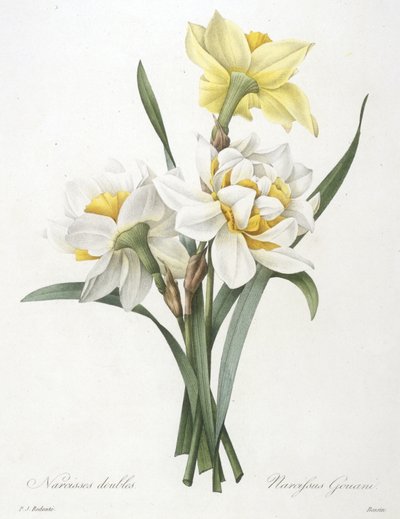 Narciso Gouani (Narciso Duplo), 1827 de Pierre Joseph Redouté